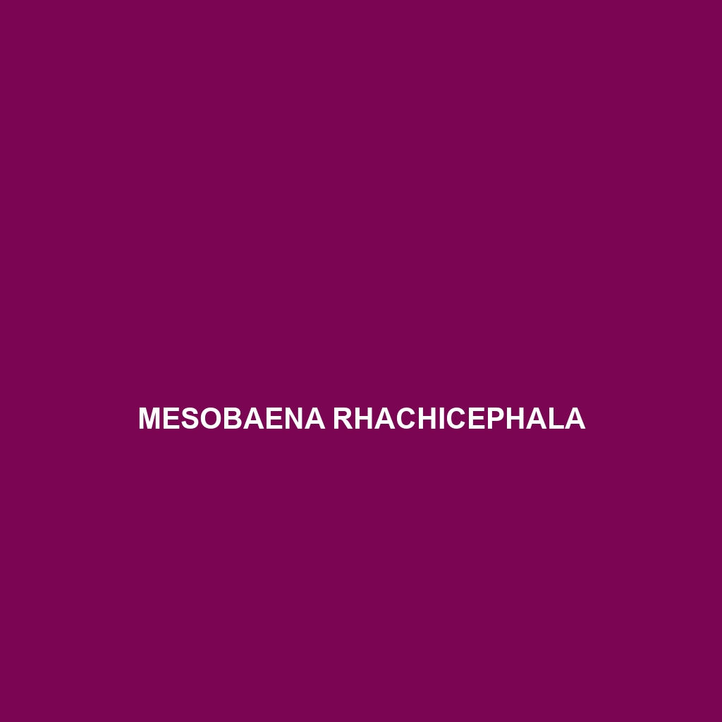 Mesobaena rhachicephala