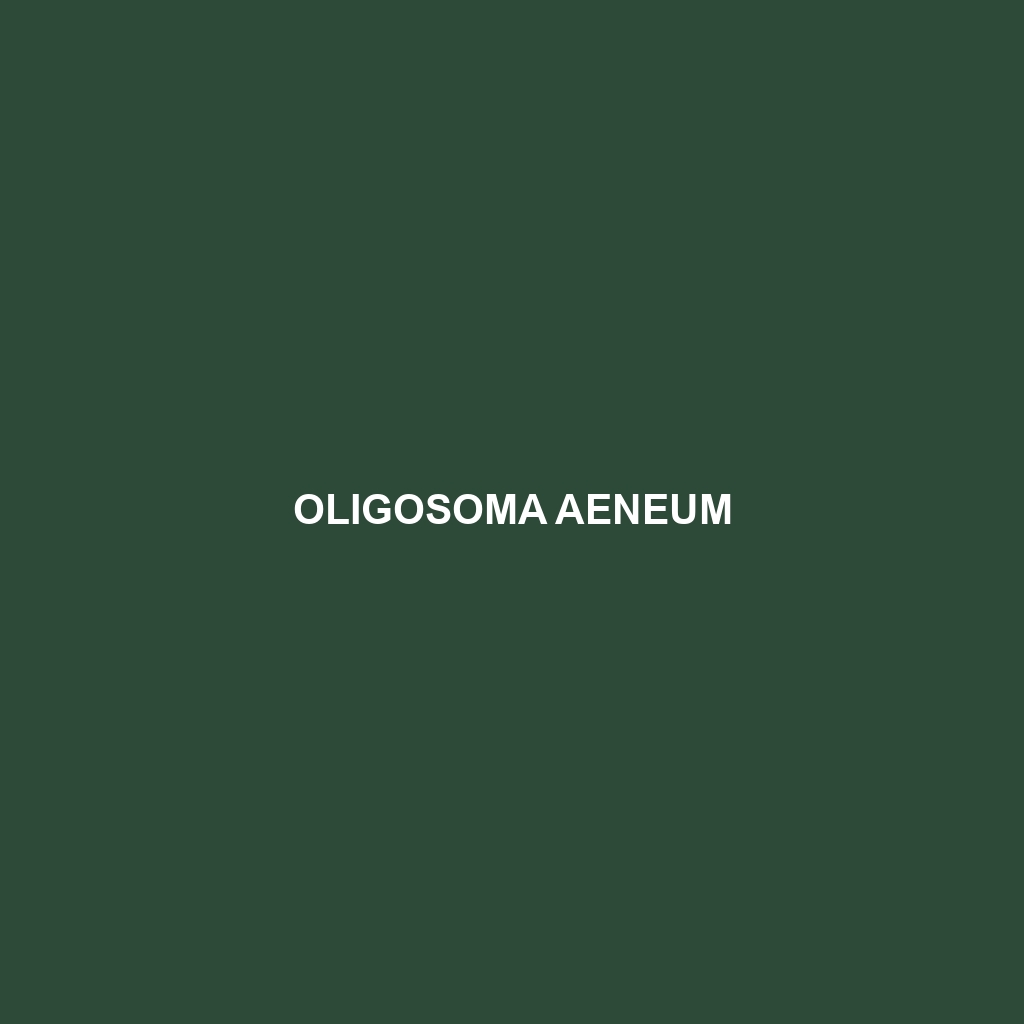 Oligosoma aeneum