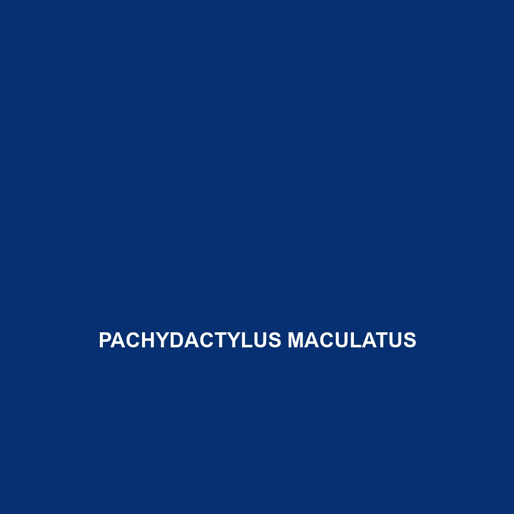 Pachydactylus maculatus