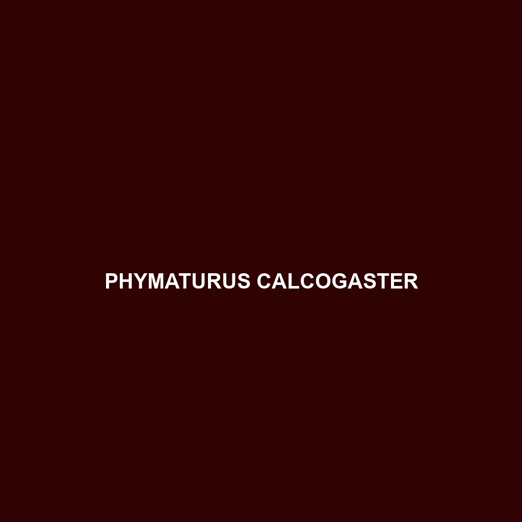 Phymaturus calcogaster