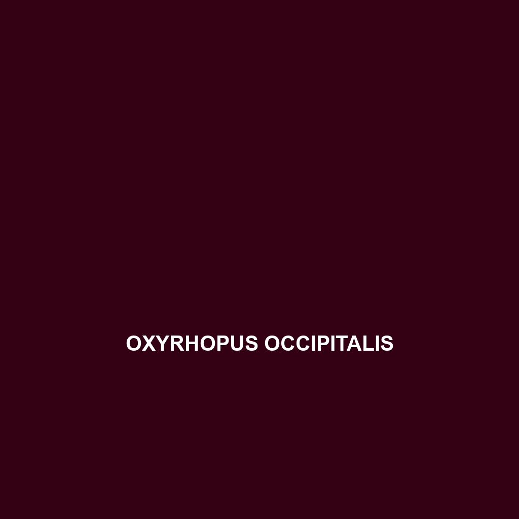 Oxyrhopus occipitalis