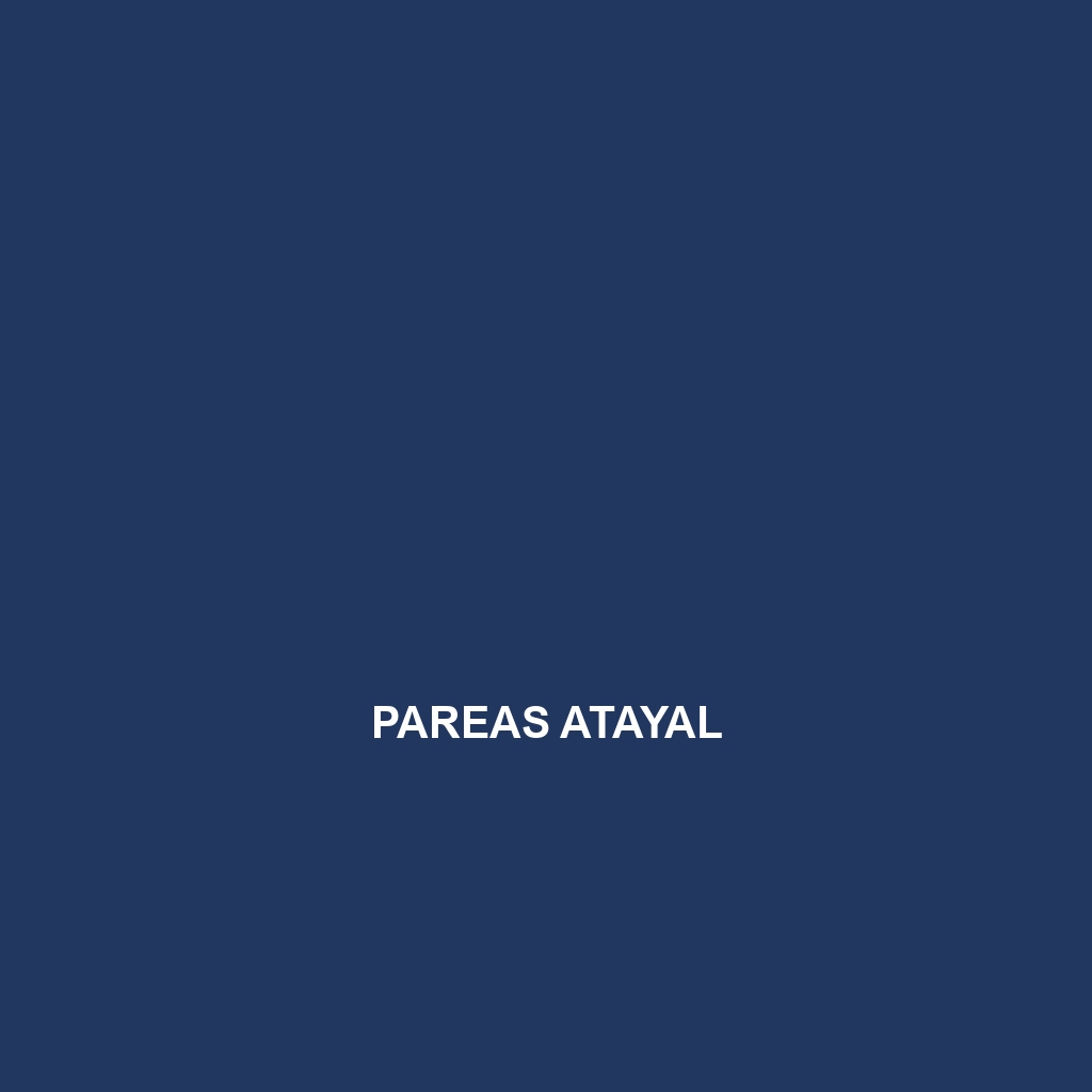 Pareas atayal