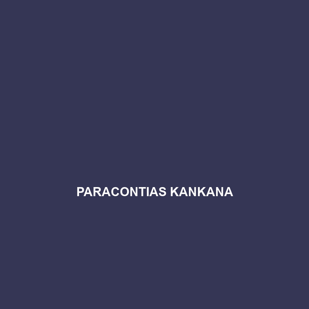 Paracontias kankana