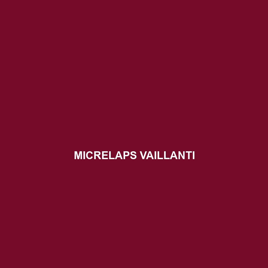 Micrelaps vaillanti