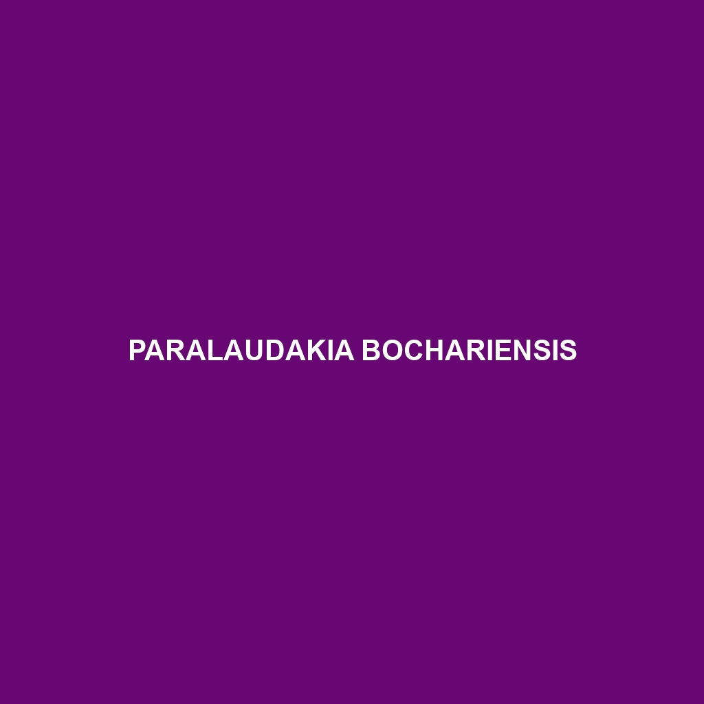 Paralaudakia bochariensis