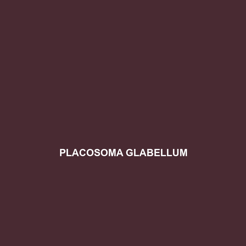 Placosoma glabellum