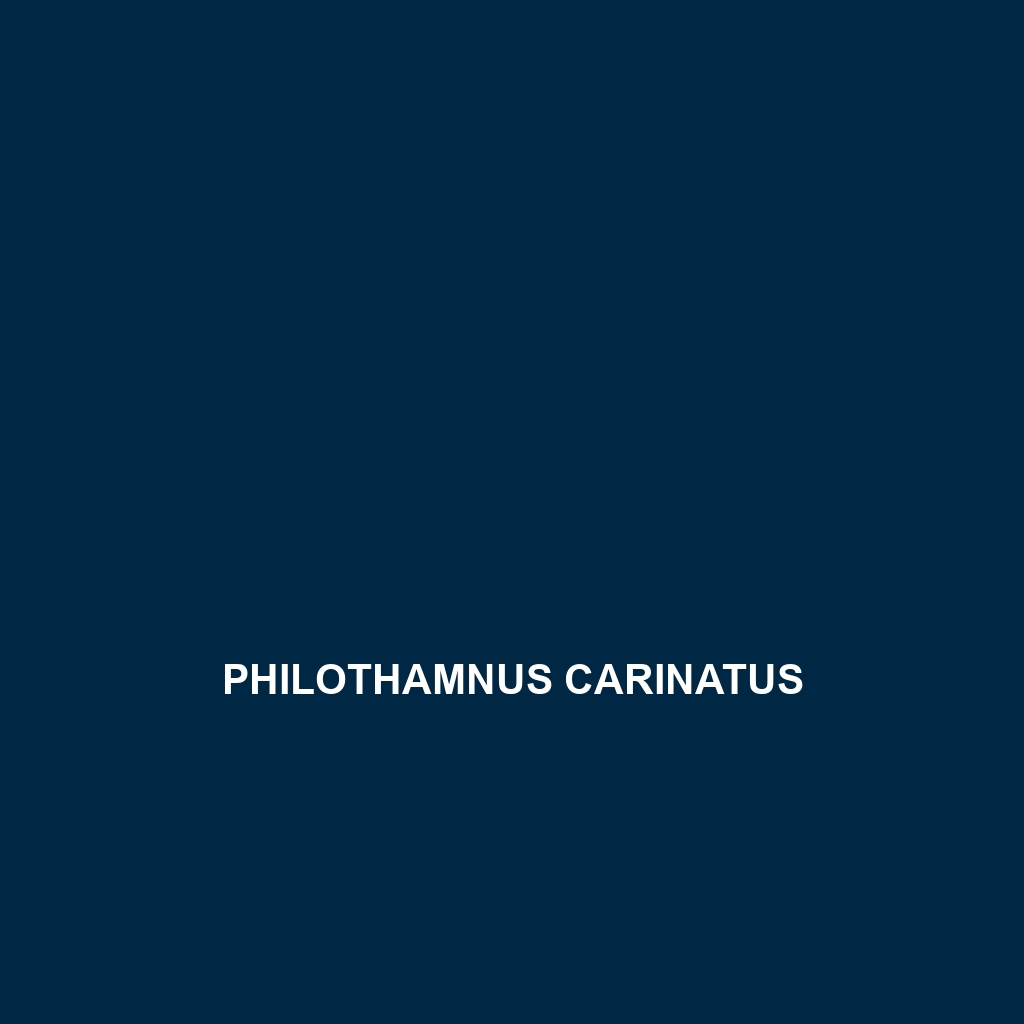 Philothamnus carinatus