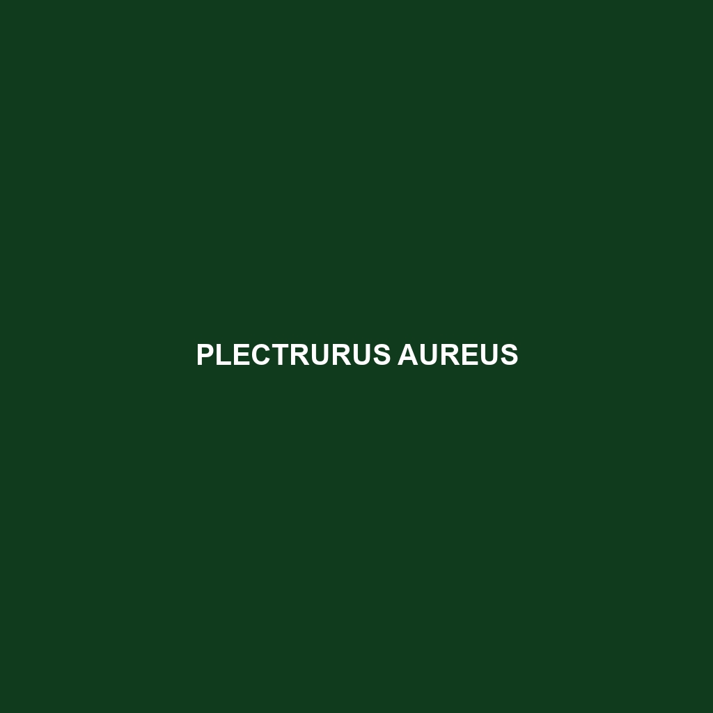 Plectrurus aureus