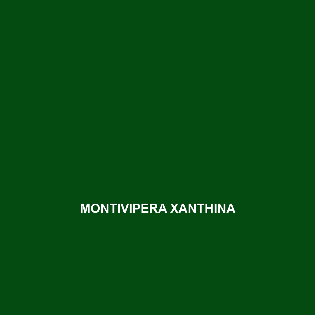 Montivipera xanthina