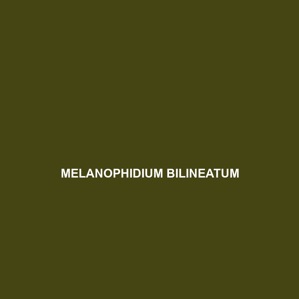 Melanophidium bilineatum