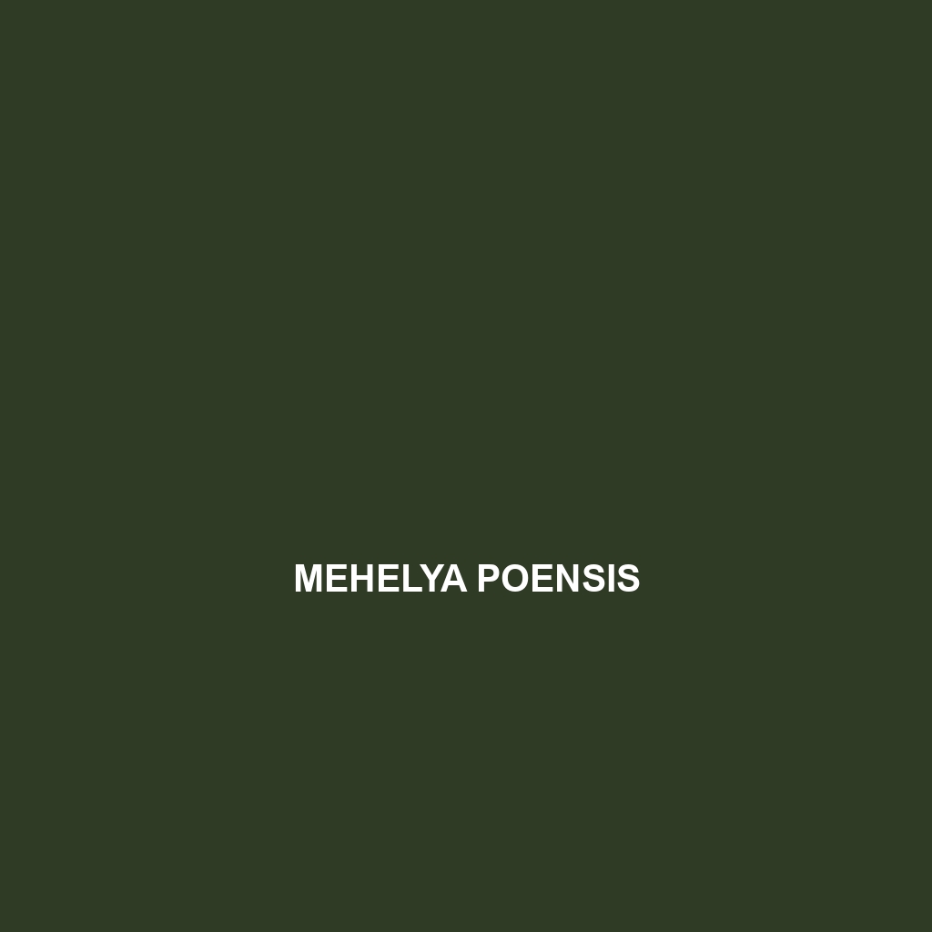 Mehelya poensis