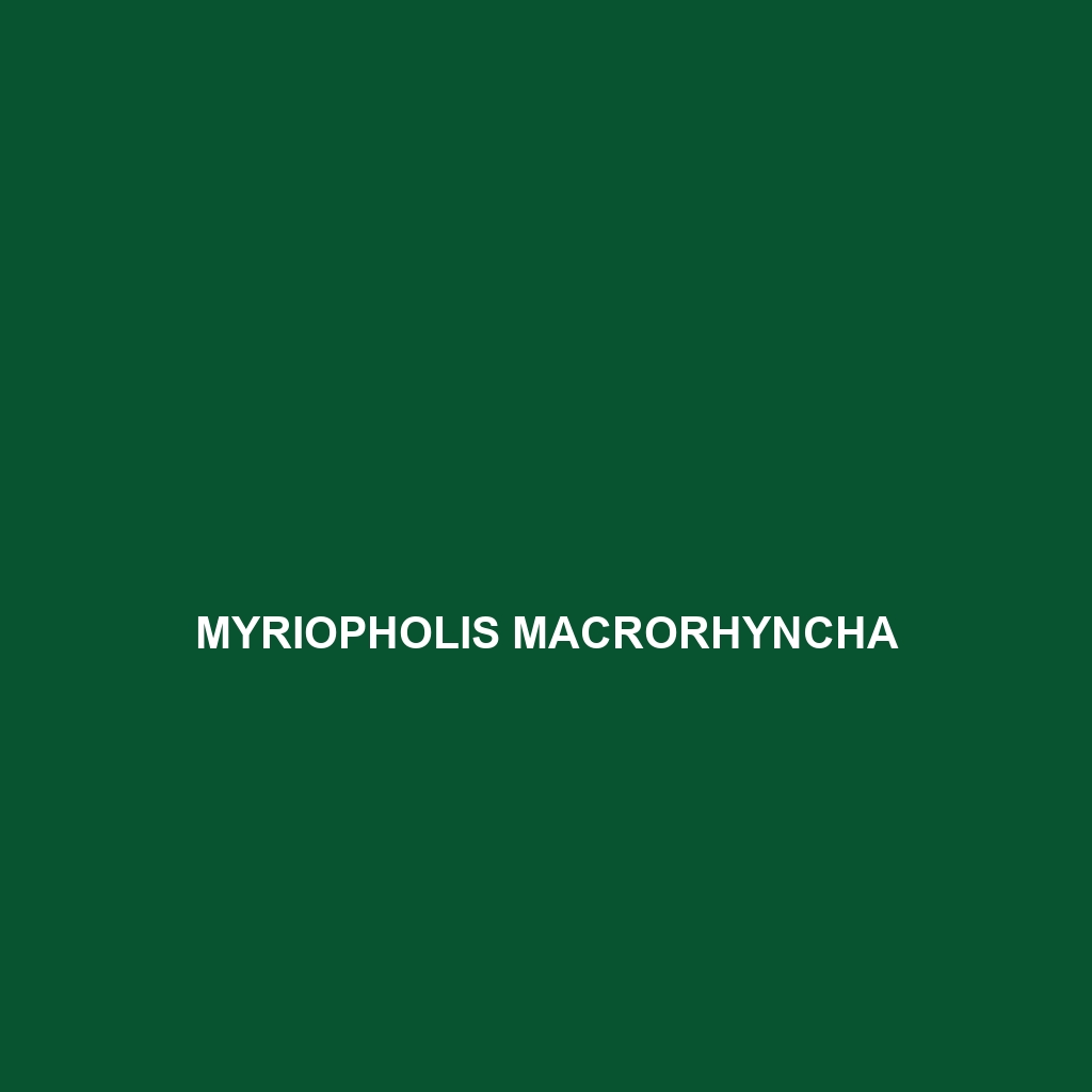 Myriopholis macrorhyncha