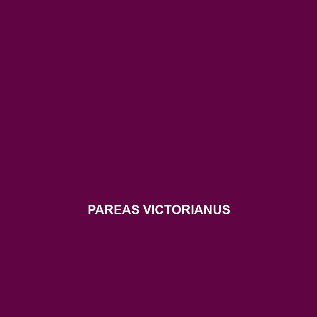 Pareas victorianus