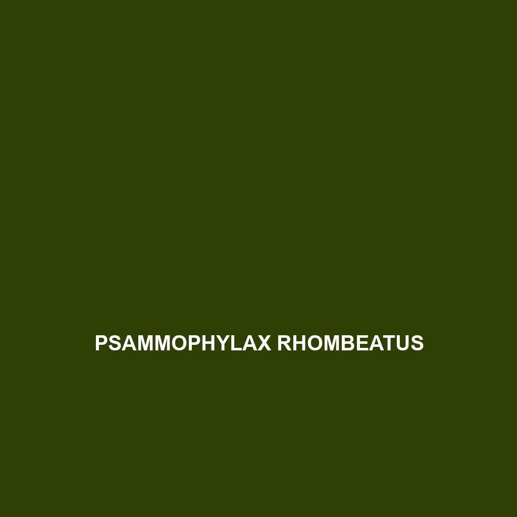 Psammophylax rhombeatus