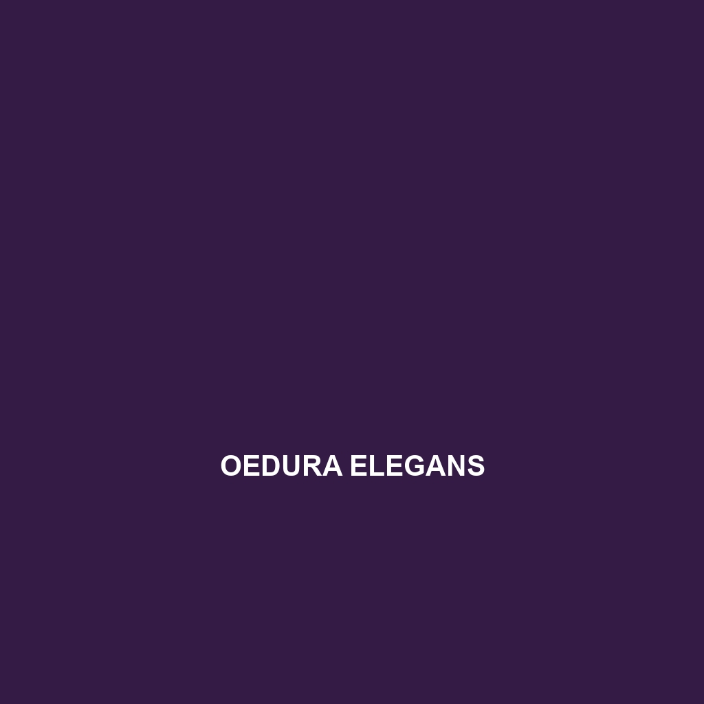 Oedura elegans