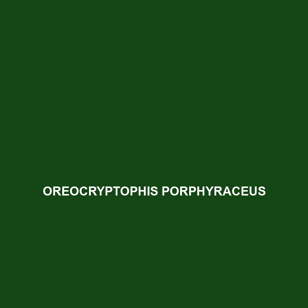 Oreocryptophis porphyraceus