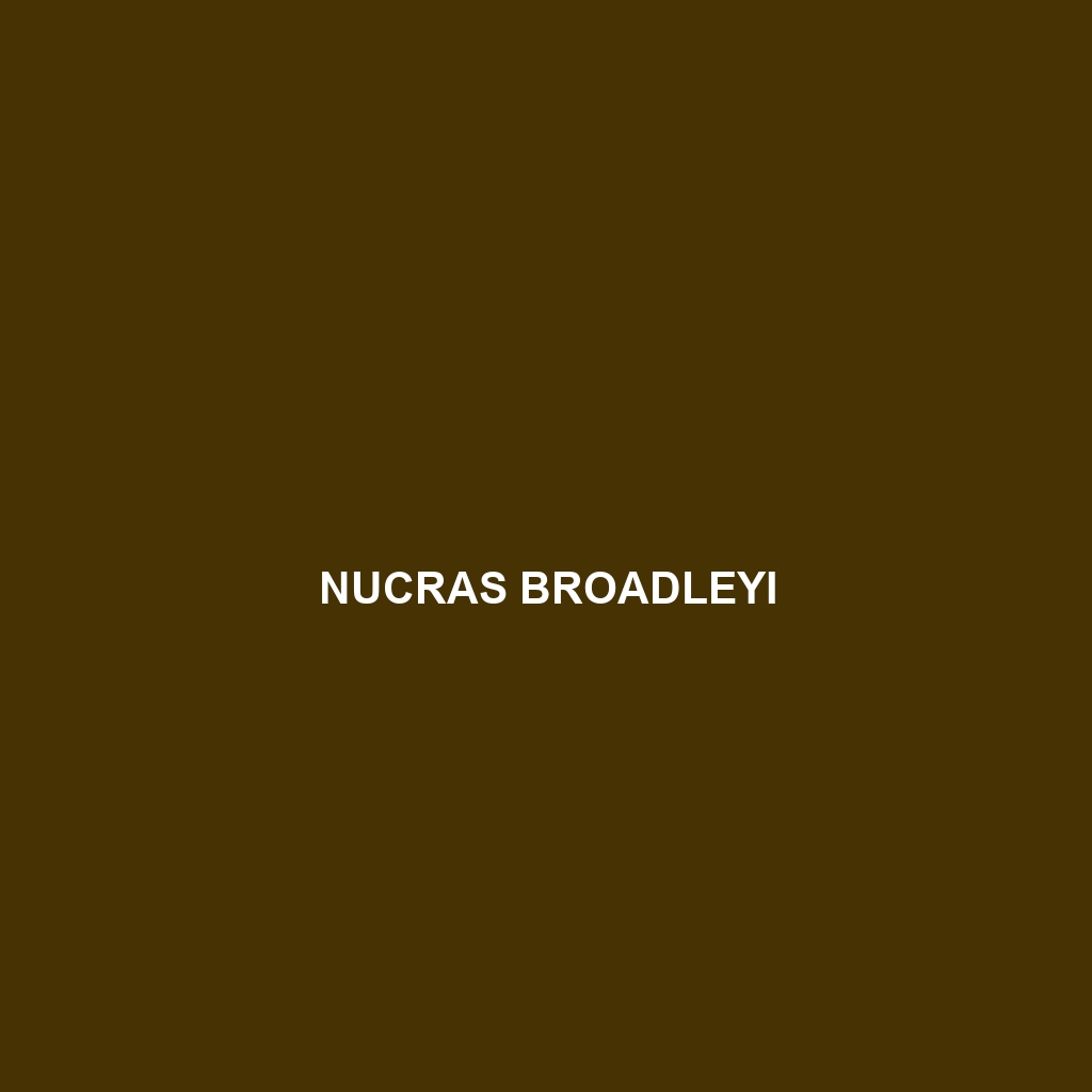 Nucras broadleyi