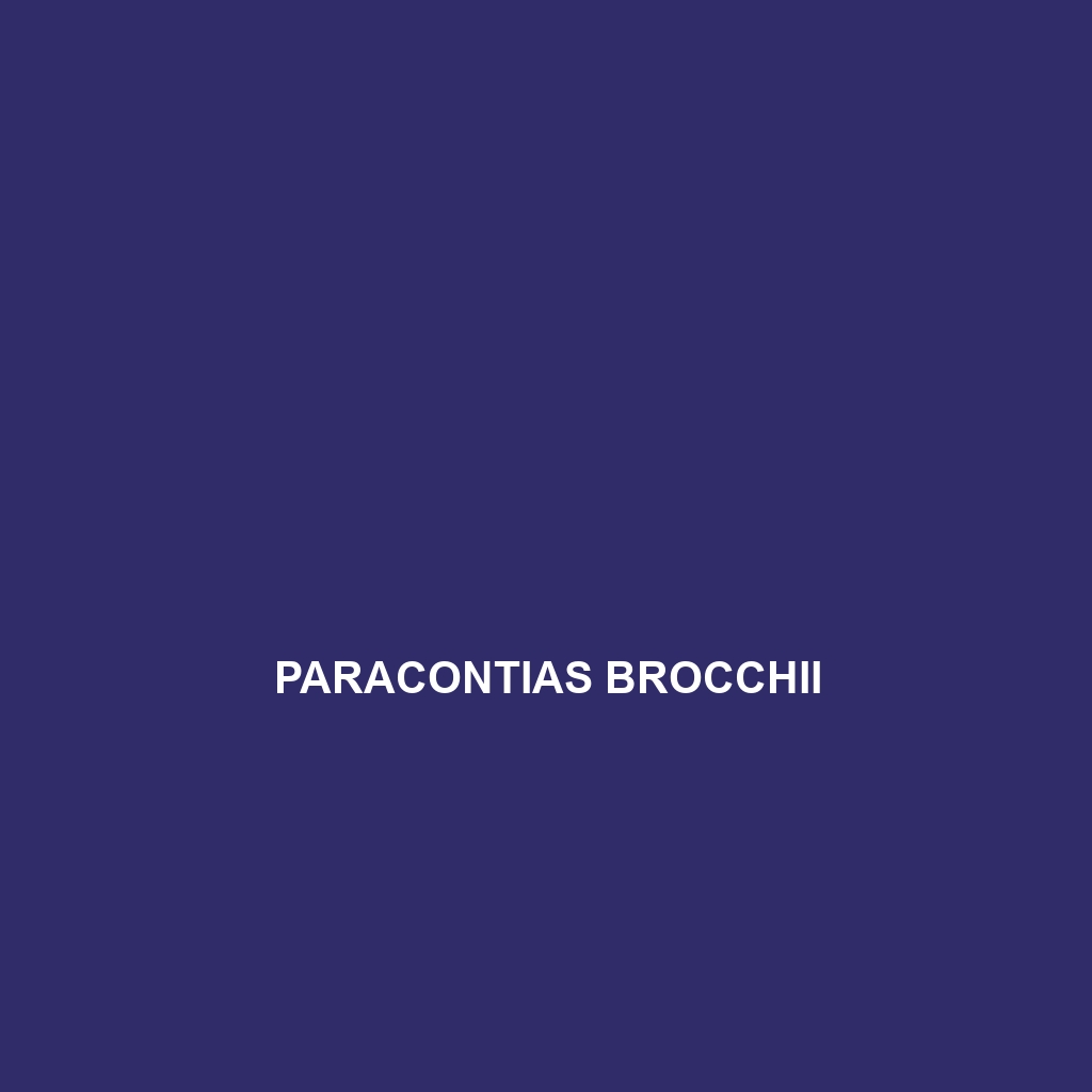 Paracontias brocchii