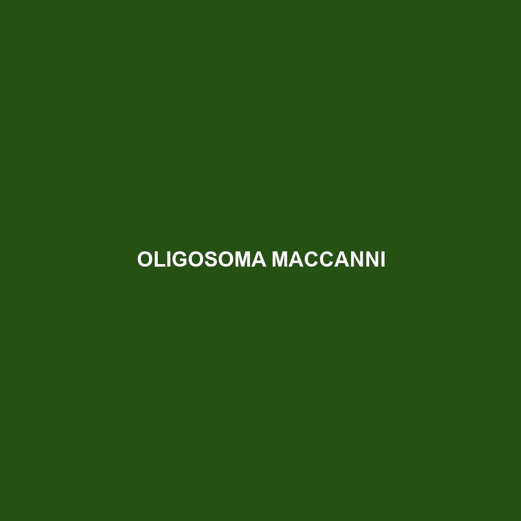 Oligosoma maccanni