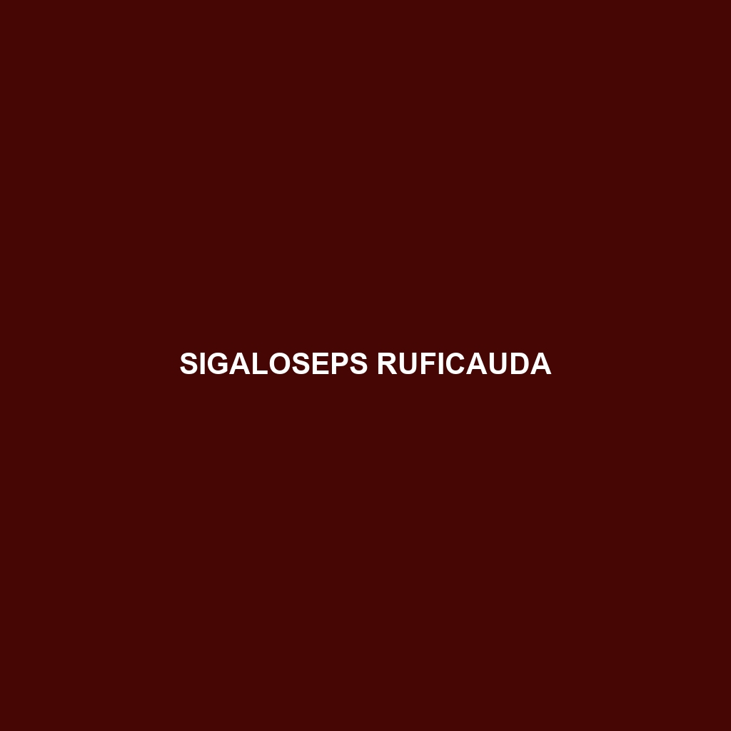 Sigaloseps ruficauda