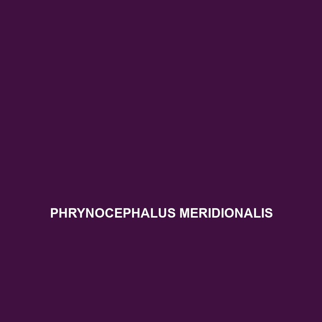 Phrynocephalus meridionalis