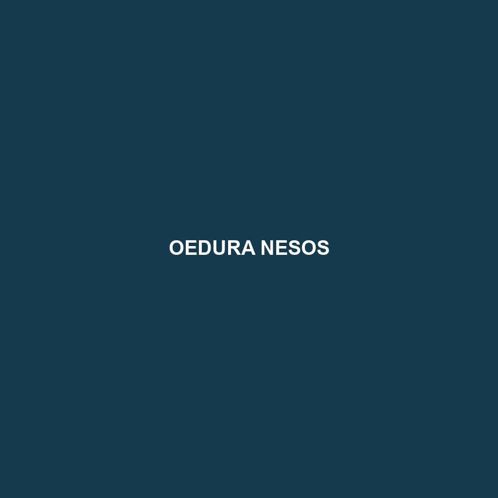 Oedura nesos