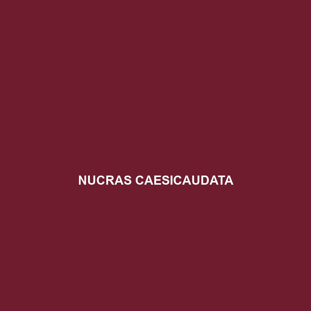 Nucras caesicaudata