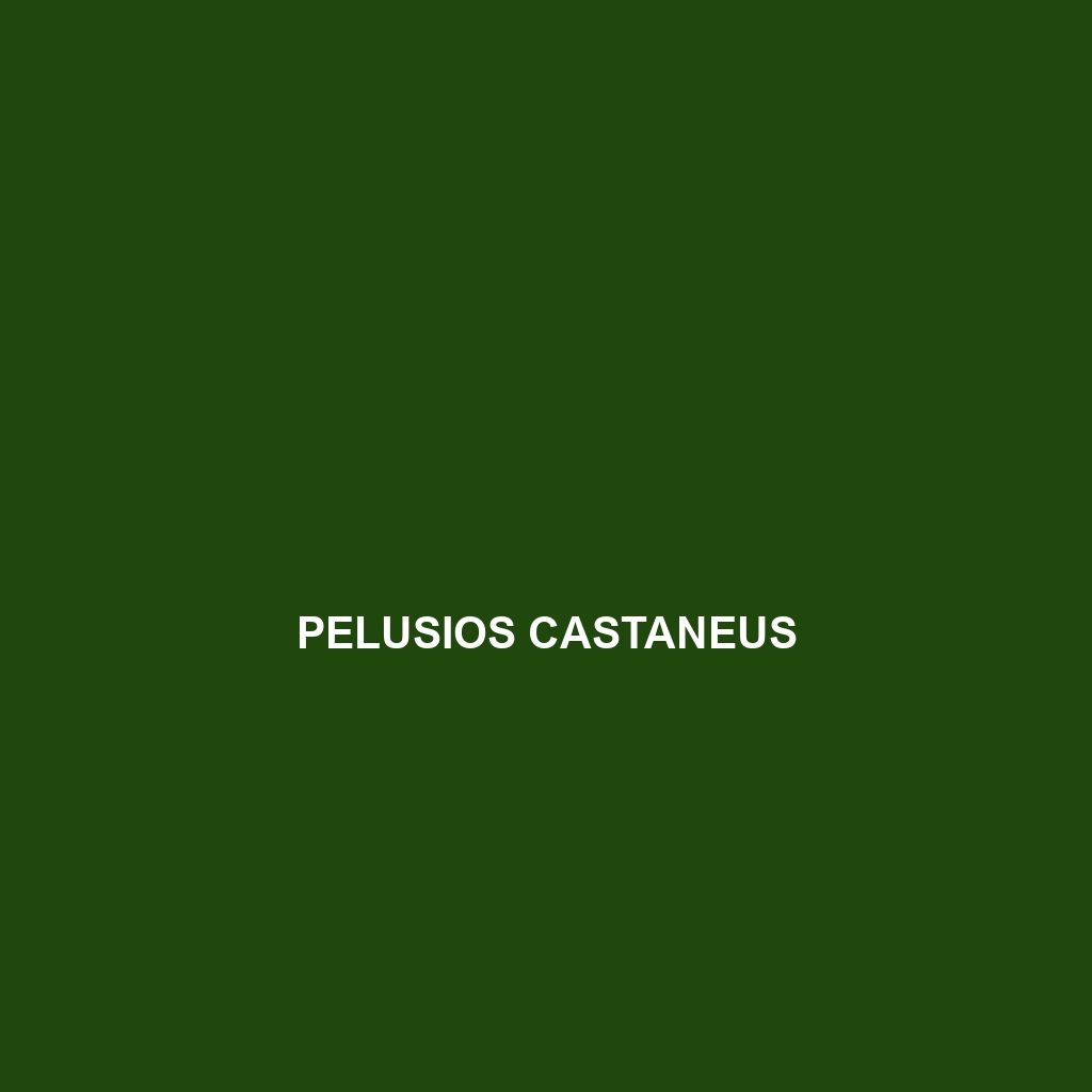 Pelusios castaneus