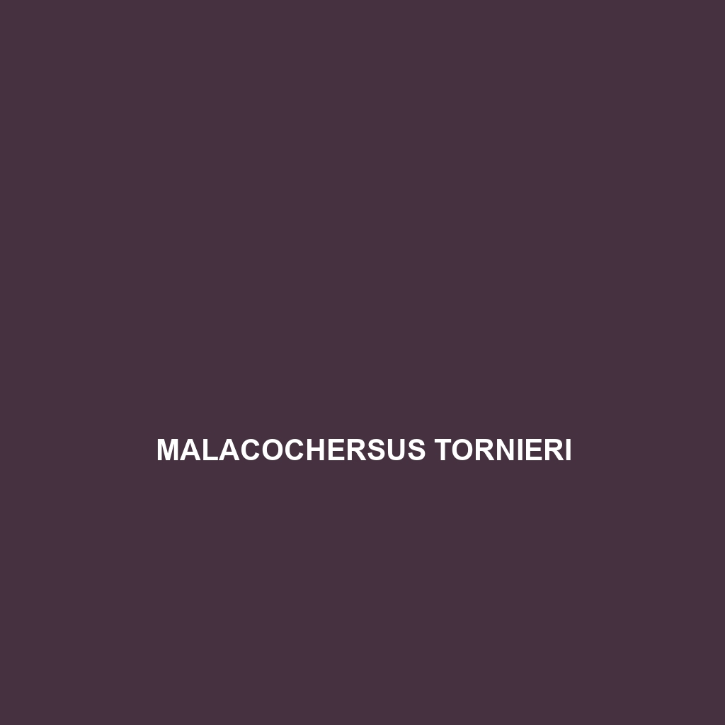 Malacochersus tornieri