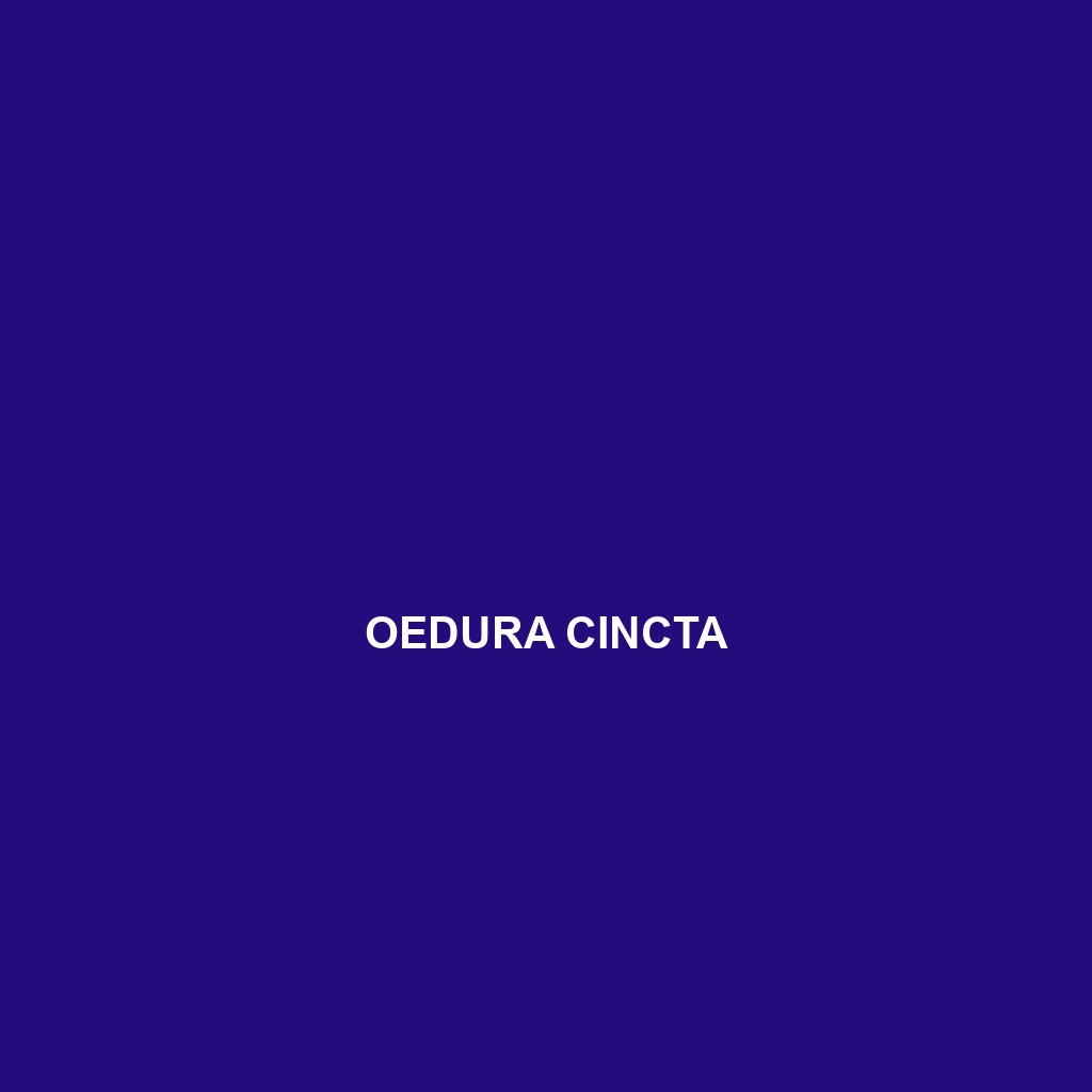 Oedura cincta