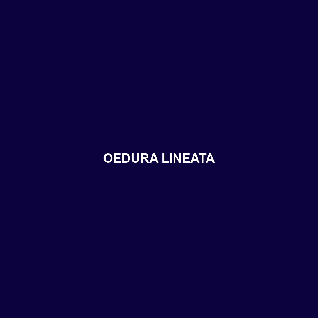 Oedura lineata