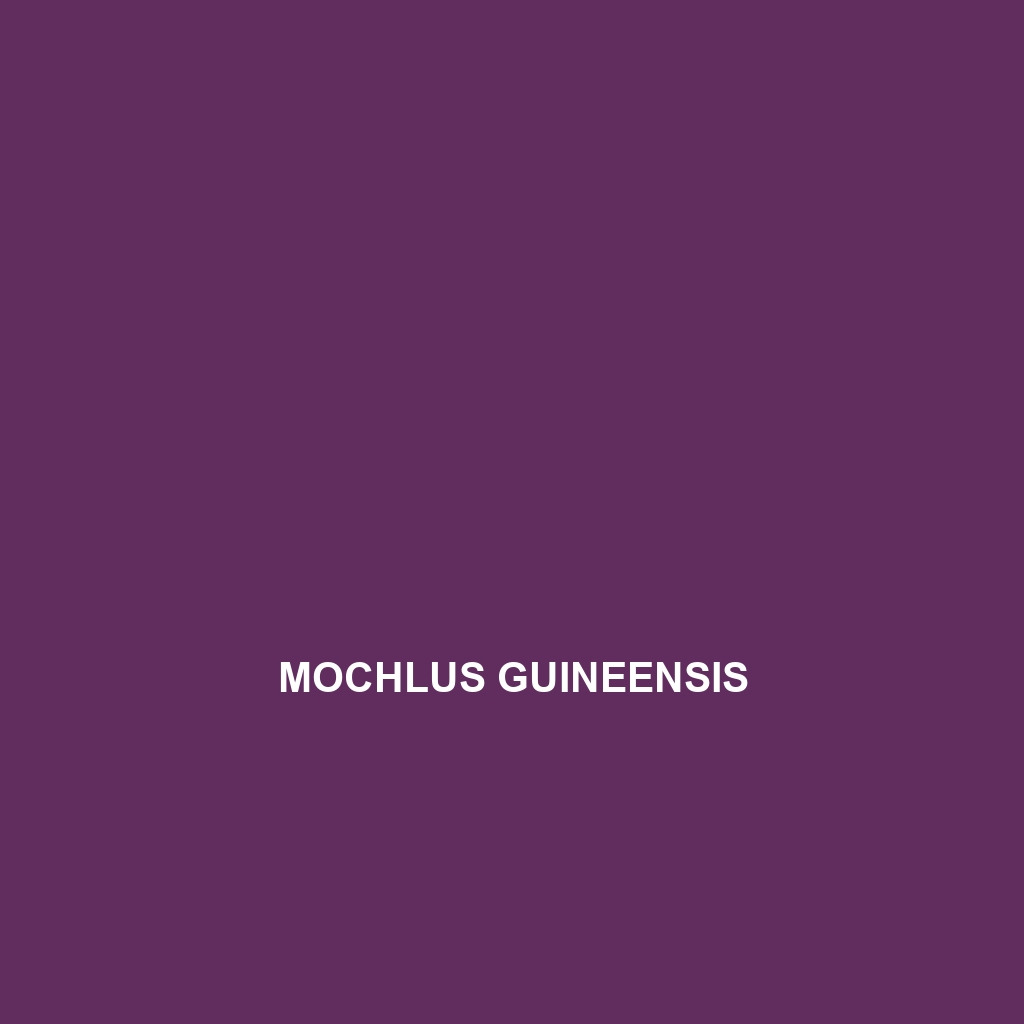 Mochlus guineensis