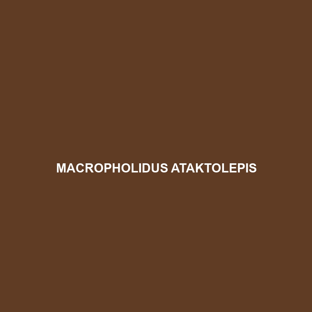 Macropholidus ataktolepis