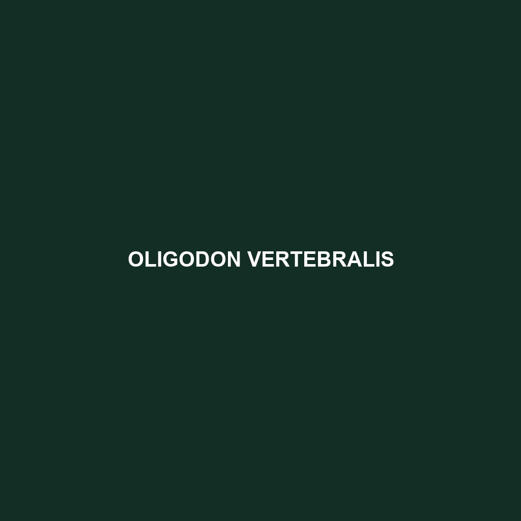 Oligodon vertebralis