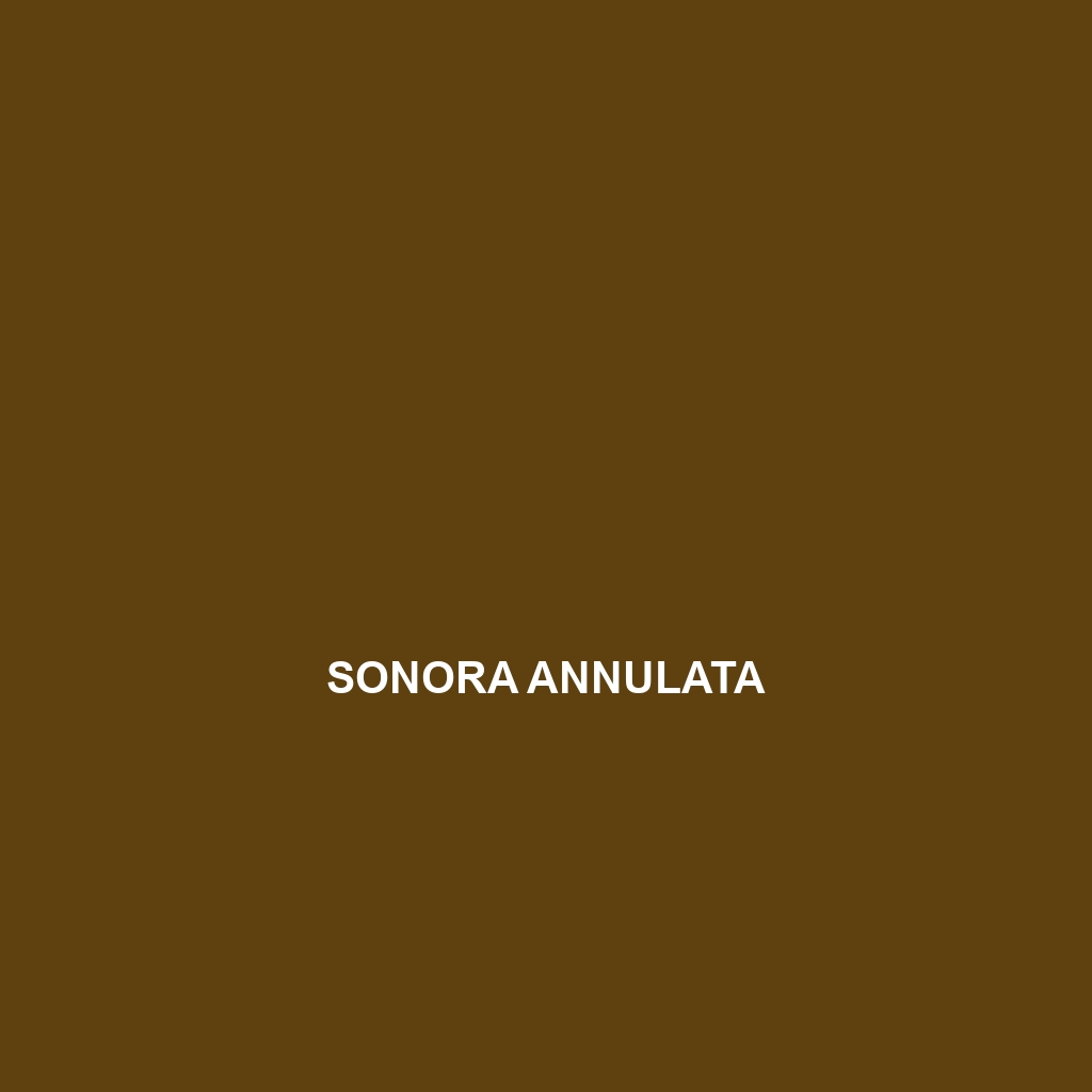 Sonora annulata