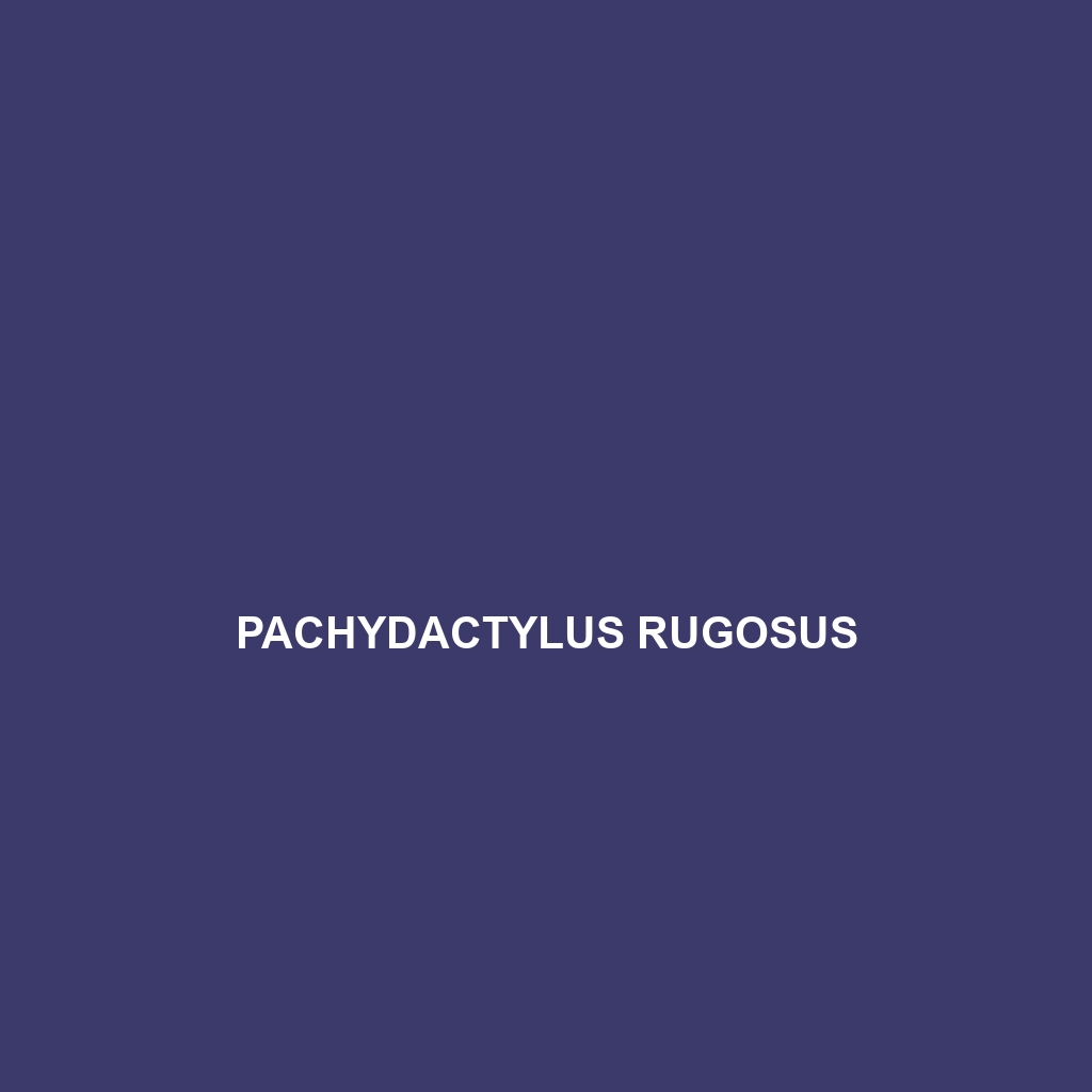 Pachydactylus rugosus