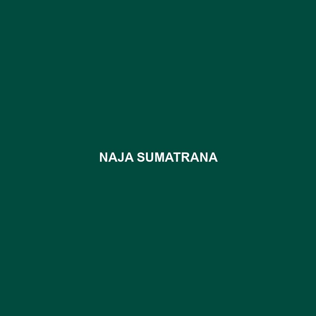 Naja sumatrana