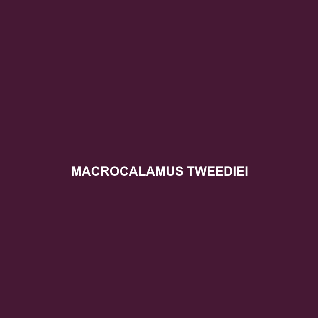 Macrocalamus tweediei