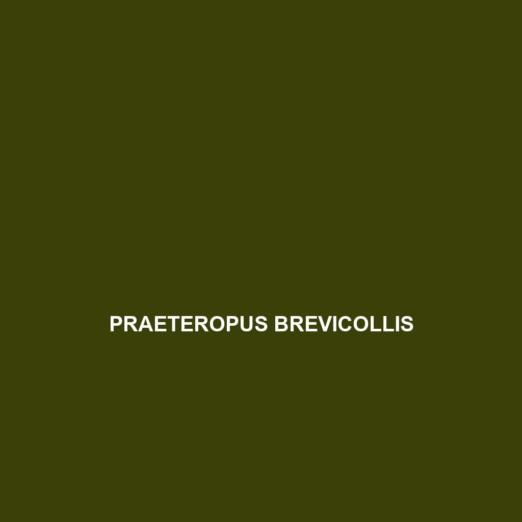 Praeteropus brevicollis