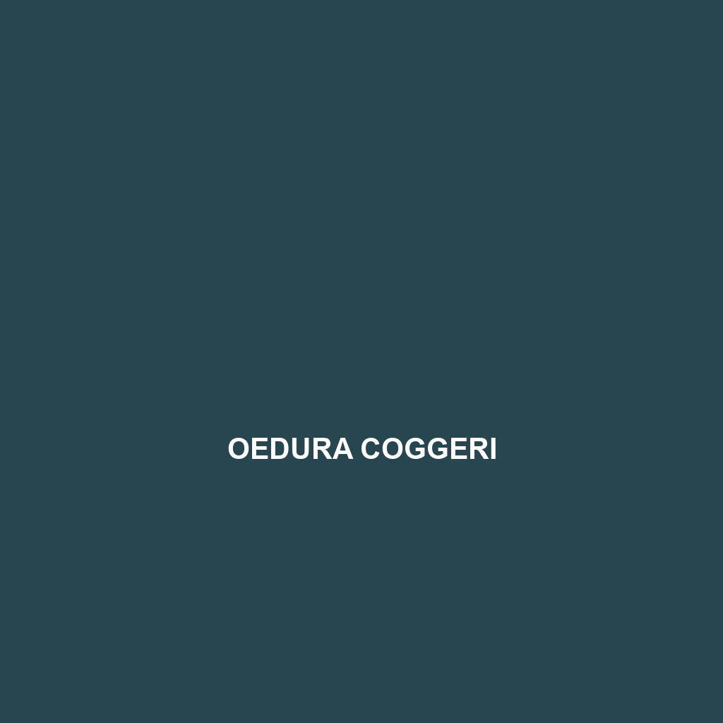 Oedura coggeri