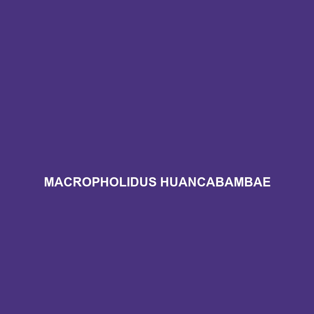 Macropholidus huancabambae