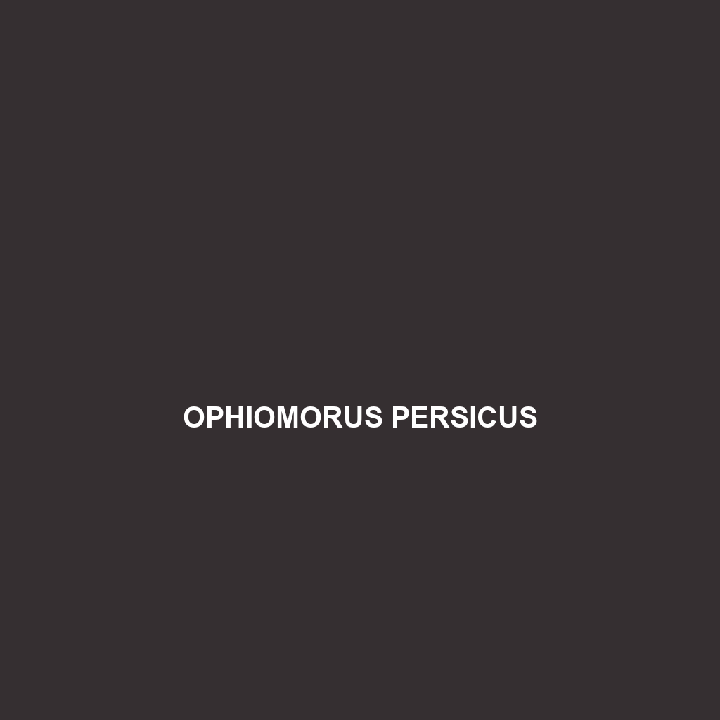 Ophiomorus persicus