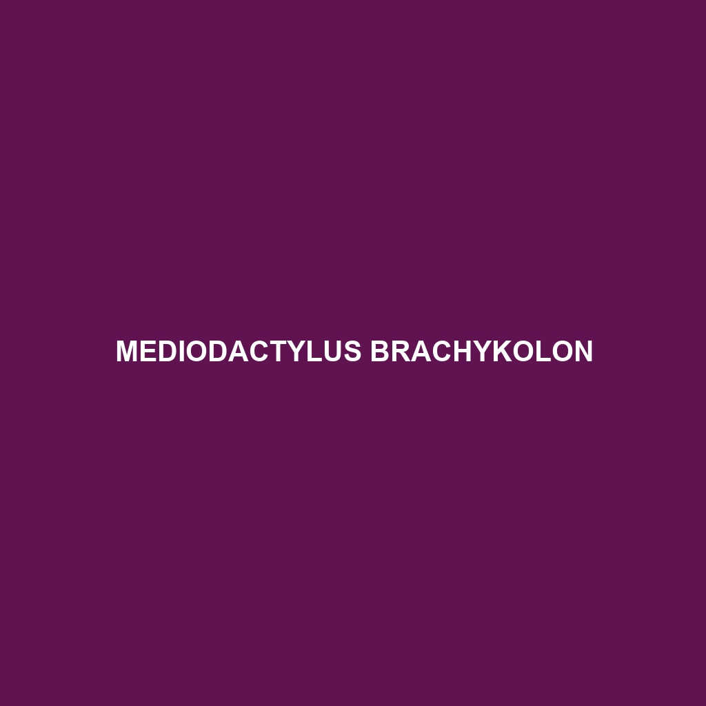 Mediodactylus brachykolon