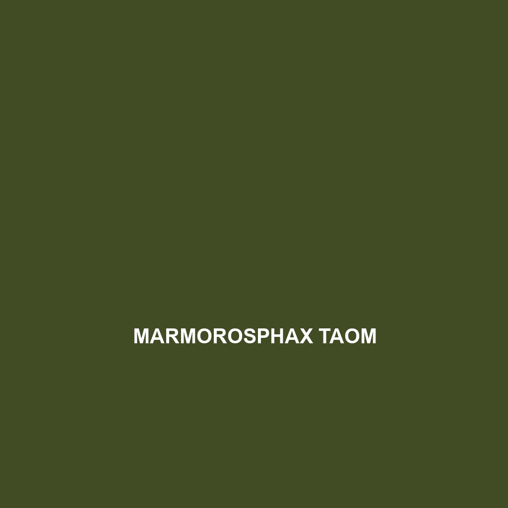 Marmorosphax taom