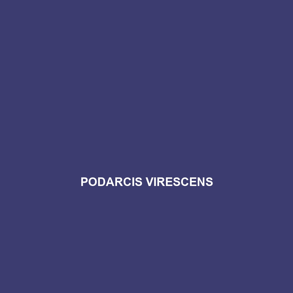 Podarcis virescens