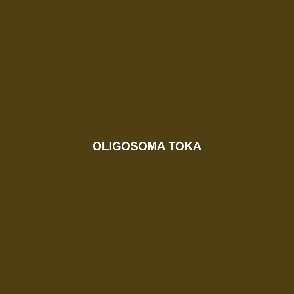 Oligosoma toka