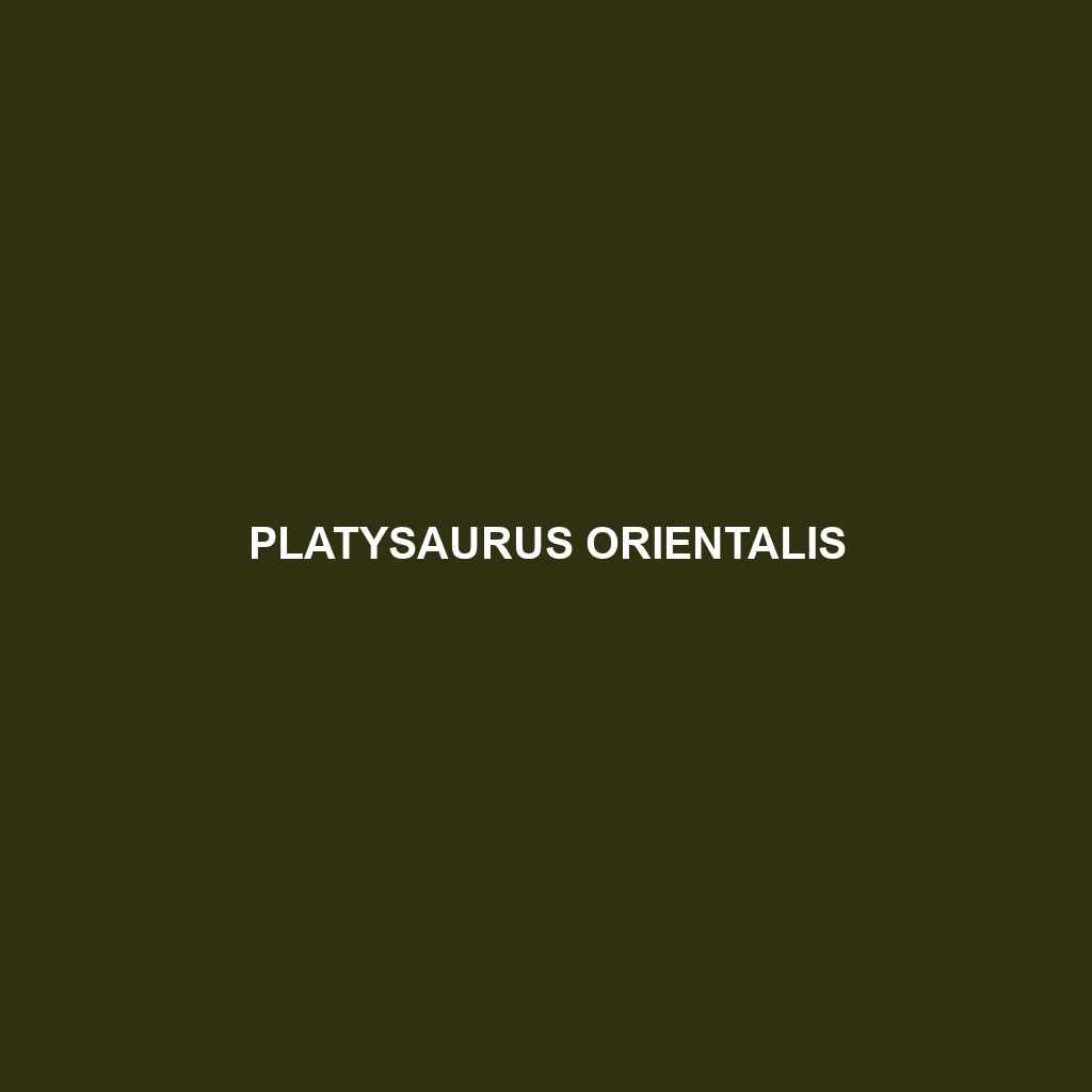 Platysaurus orientalis