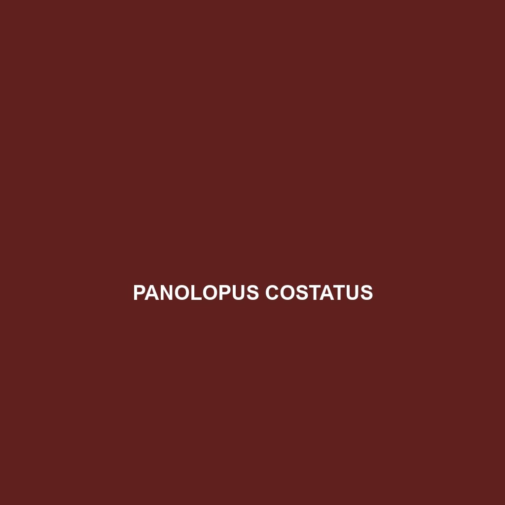 Panolopus costatus