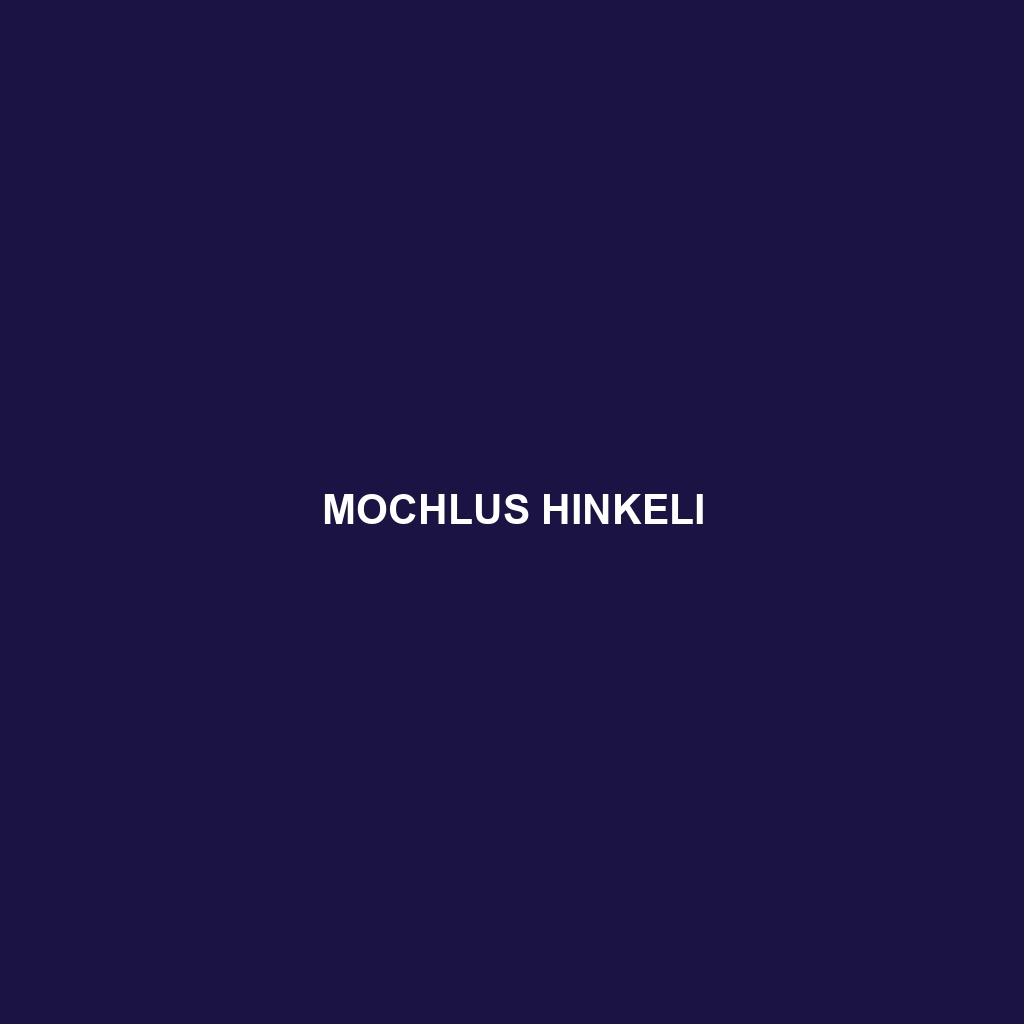 Mochlus hinkeli