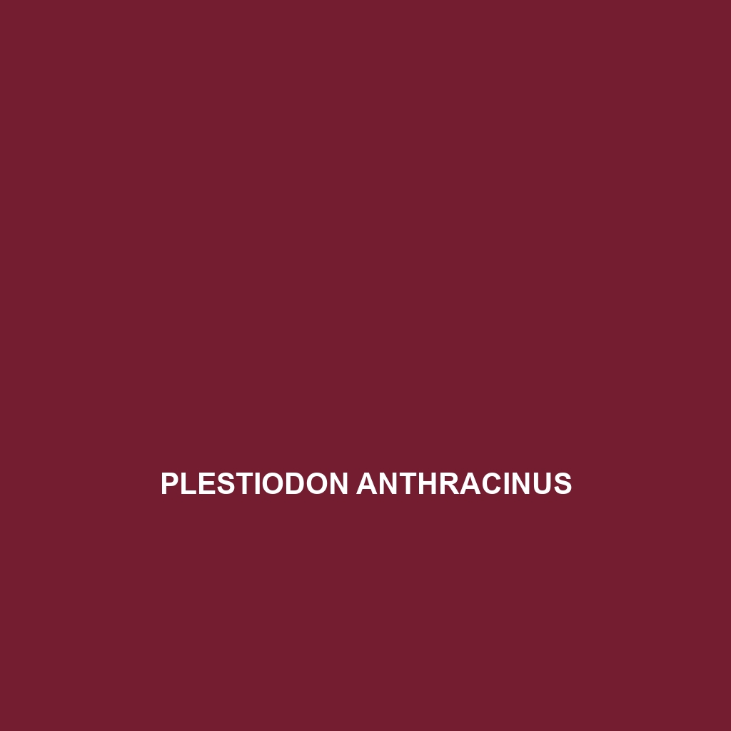 Plestiodon anthracinus